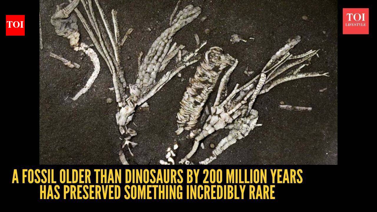 A fossil older than dinosaurs by 200 million years has preserved something incredibly rare