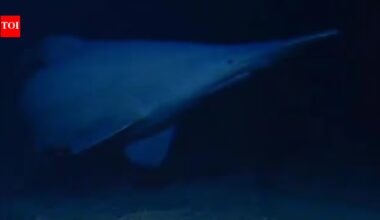 Scientists have filmed a rare 125-million-year-old goblin shark alive in its natural deep-sea habitat for the first time, revealing a new depth record and a wider Pacific range