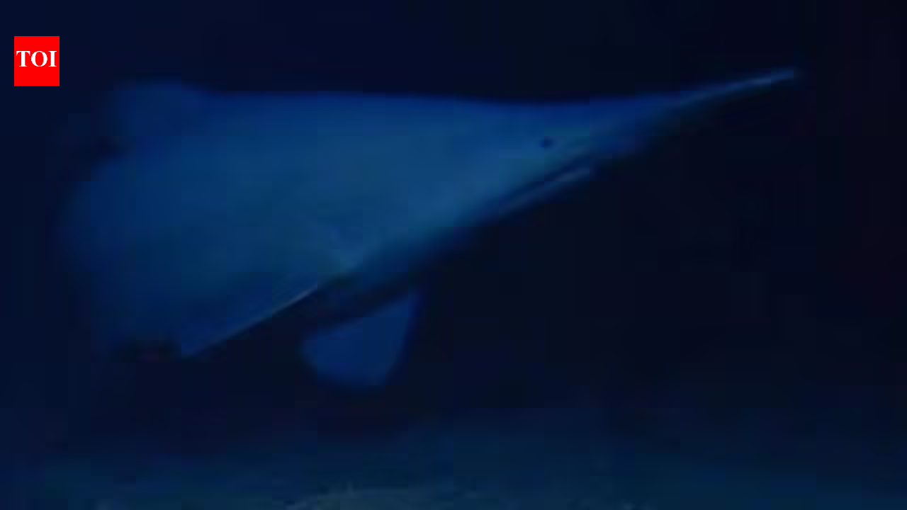 Scientists have filmed a rare 125-million-year-old goblin shark alive in its natural deep-sea habitat for the first time, revealing a new depth record and a wider Pacific range