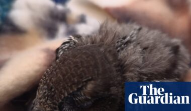 Swift nest reportedly thrown in skip during house renovations in South Tyneside | Birds