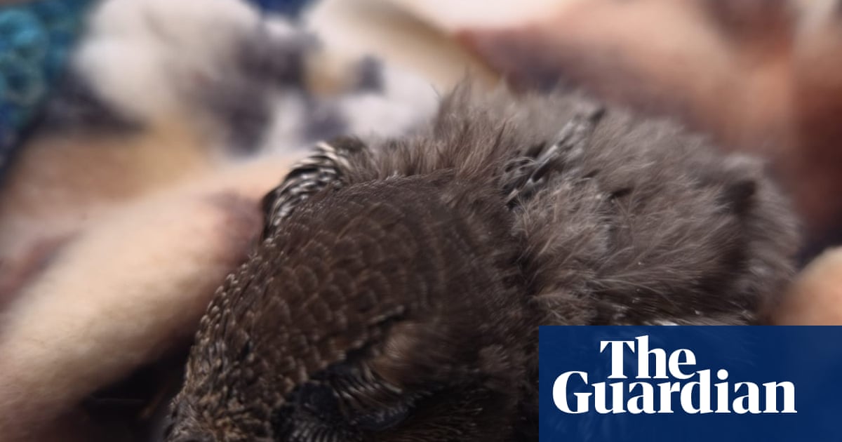 Swift nest reportedly thrown in skip during house renovations in South Tyneside | Birds