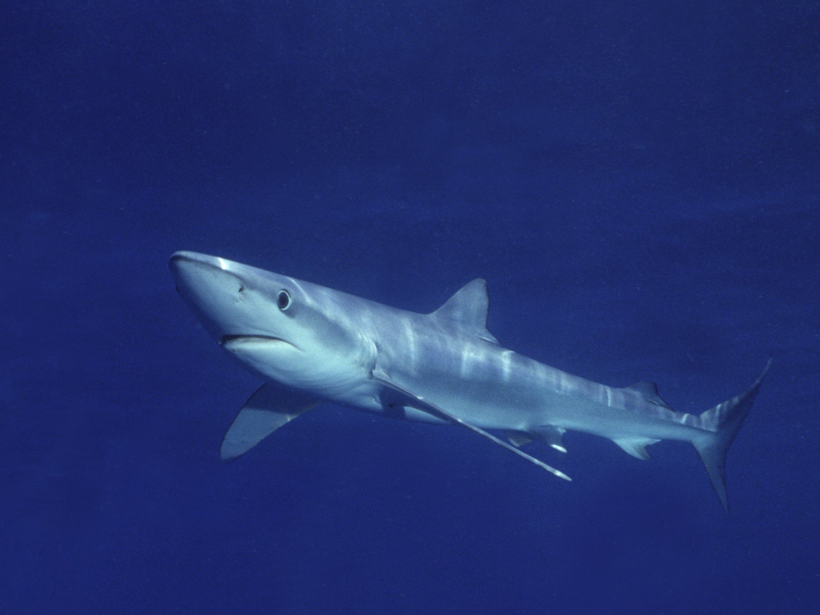 Blue sharks are native to UK waters