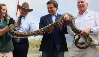Florida is sending people in the Everglades to hunt for giant snakes — and it could net one person $10,000