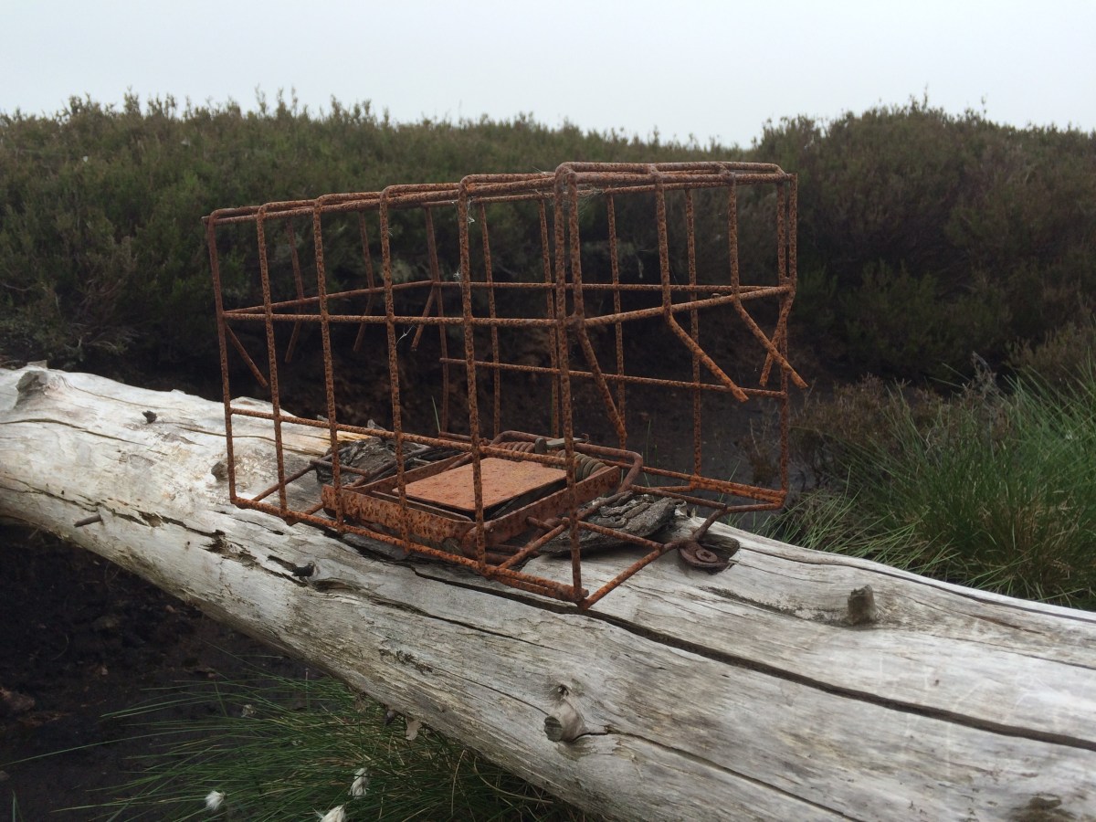 New report on use of spring traps in England – Raptor Persecution UK