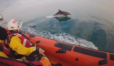 Dolphins join Littlehampton RNLI volunteers during training exercise