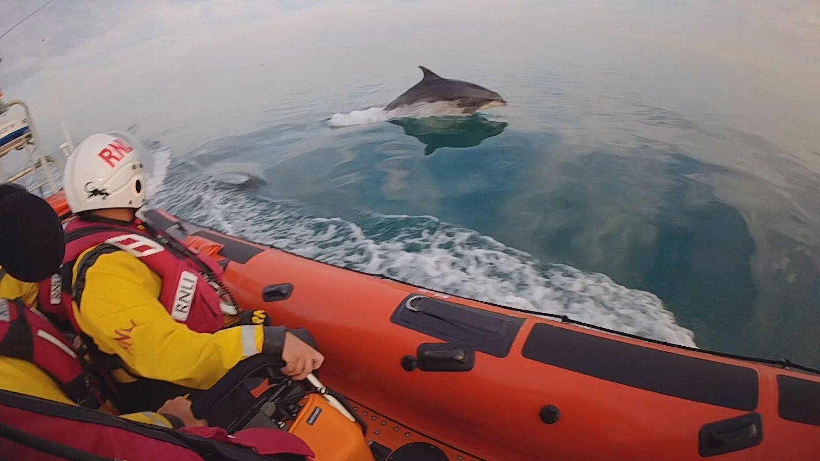 Dolphins join Littlehampton RNLI volunteers during training exercise