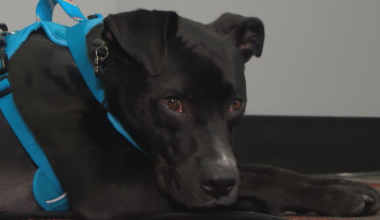 Drive-by shooting displaces two dogs after newlywed couple moves to UK