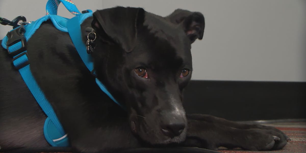Drive-by shooting displaces two dogs after newlywed couple moves to UK