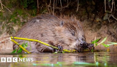 River Stour and the Blean conservation work to get £1m boost - BBC