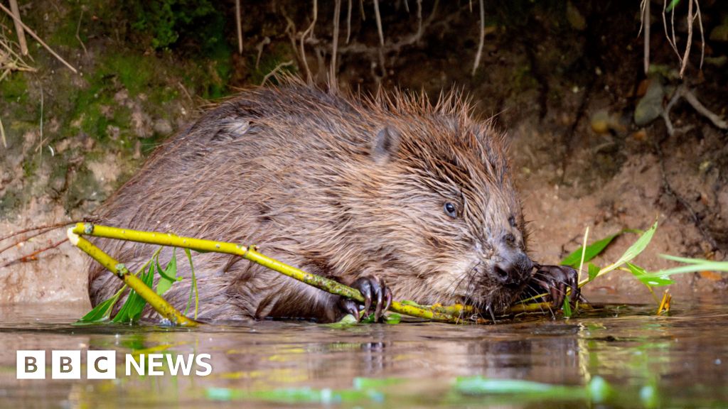 River Stour and the Blean conservation work to get £1m boost - BBC