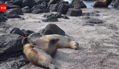 Sea Lions: The islands where animals rule: Why humans give up beach chairs for sea lions