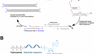 A ribozyme ligase that requires a 3′ terminal phosphate on its RNA substrate