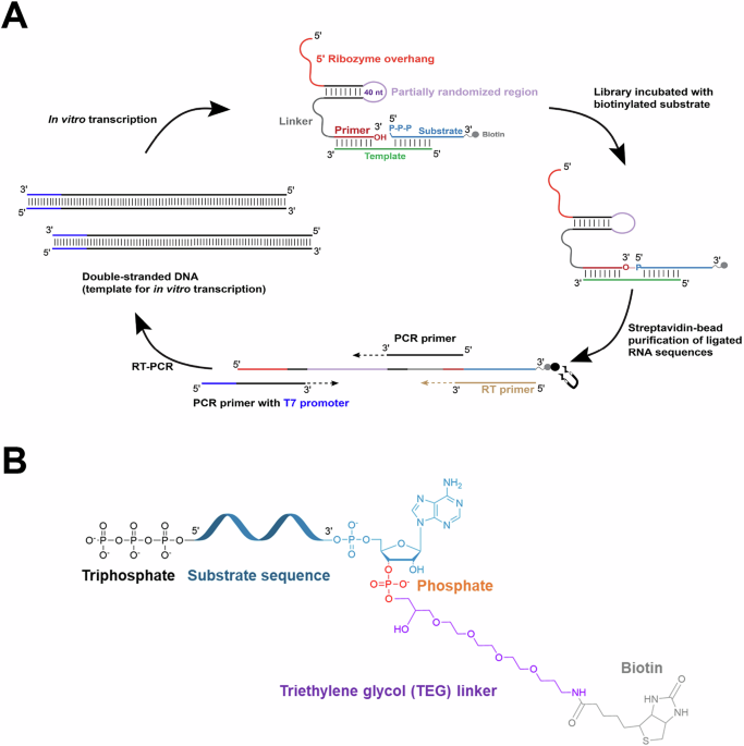 A ribozyme ligase that requires a 3′ terminal phosphate on its RNA substrate