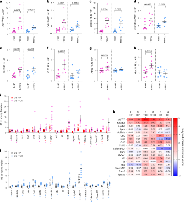 Spatial mapping and senolytic targeting of senescent and disease-associated microglia in aged mouse brain white matter