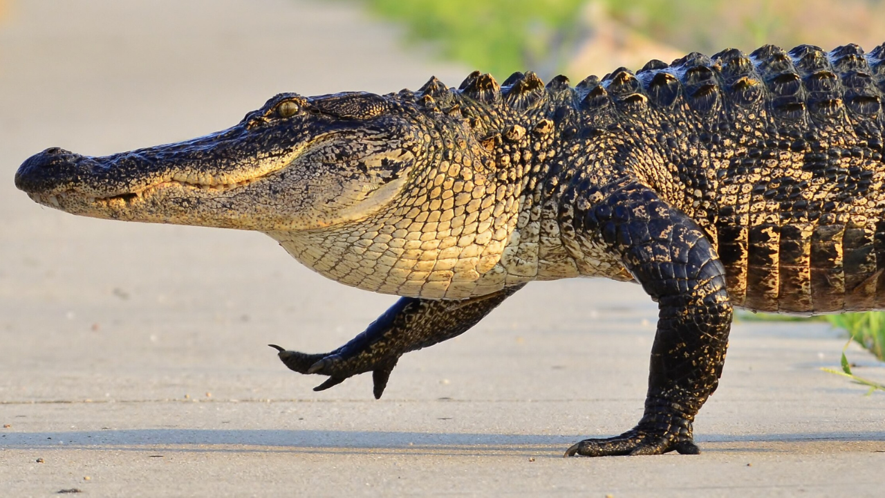 Florida alligator | Wikimedia Commons Alligator