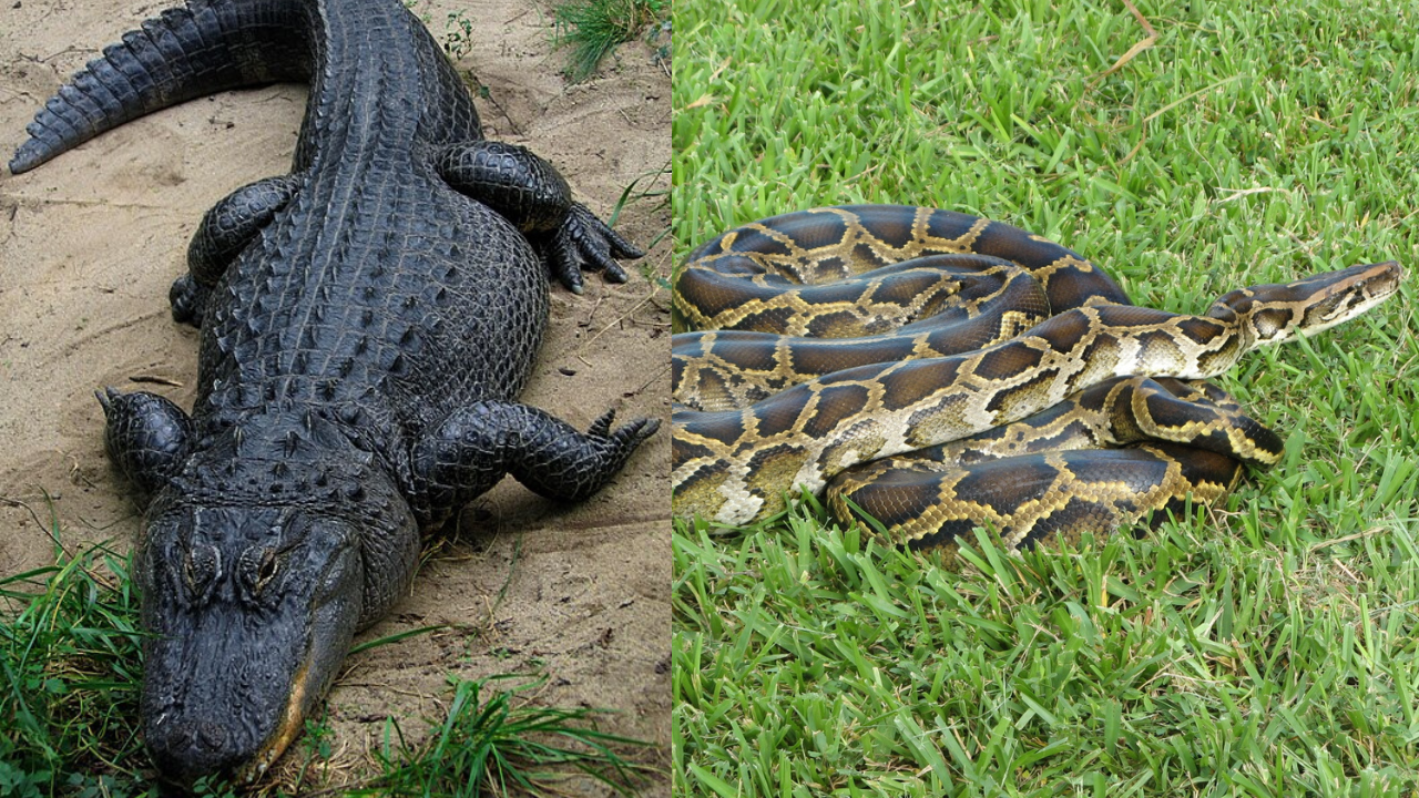 A Florida alligator has been filmed eating an invasive Burmese python in the Everglades, a rare glimpse of a native predator turning the tables