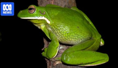 Townsville gardener witnesses 'garbage guts' tree frog preying on sunbird
