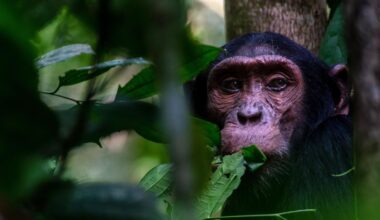 Uganda’s Great Chimpanzee Forests.
