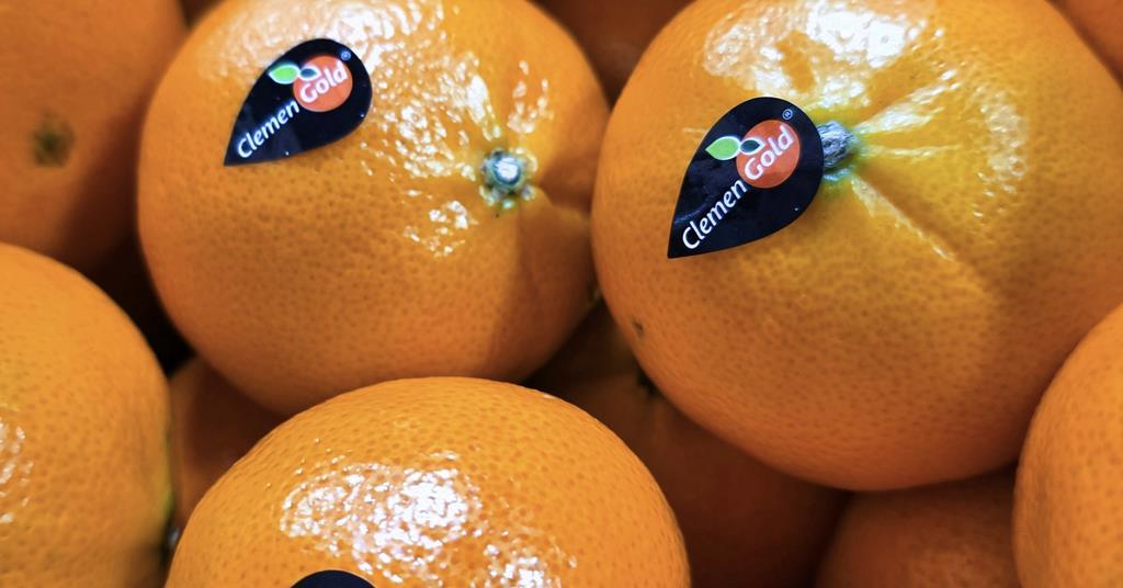South African citrus industry prepares for less flexibility in UK exports | News