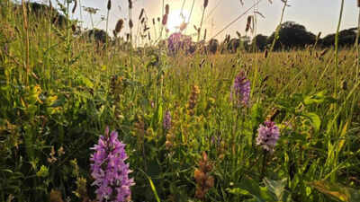 Britain left a five-acre farm without crops or new seeds; 15 years later, nature had turned it into a wildflower-rich meadow
