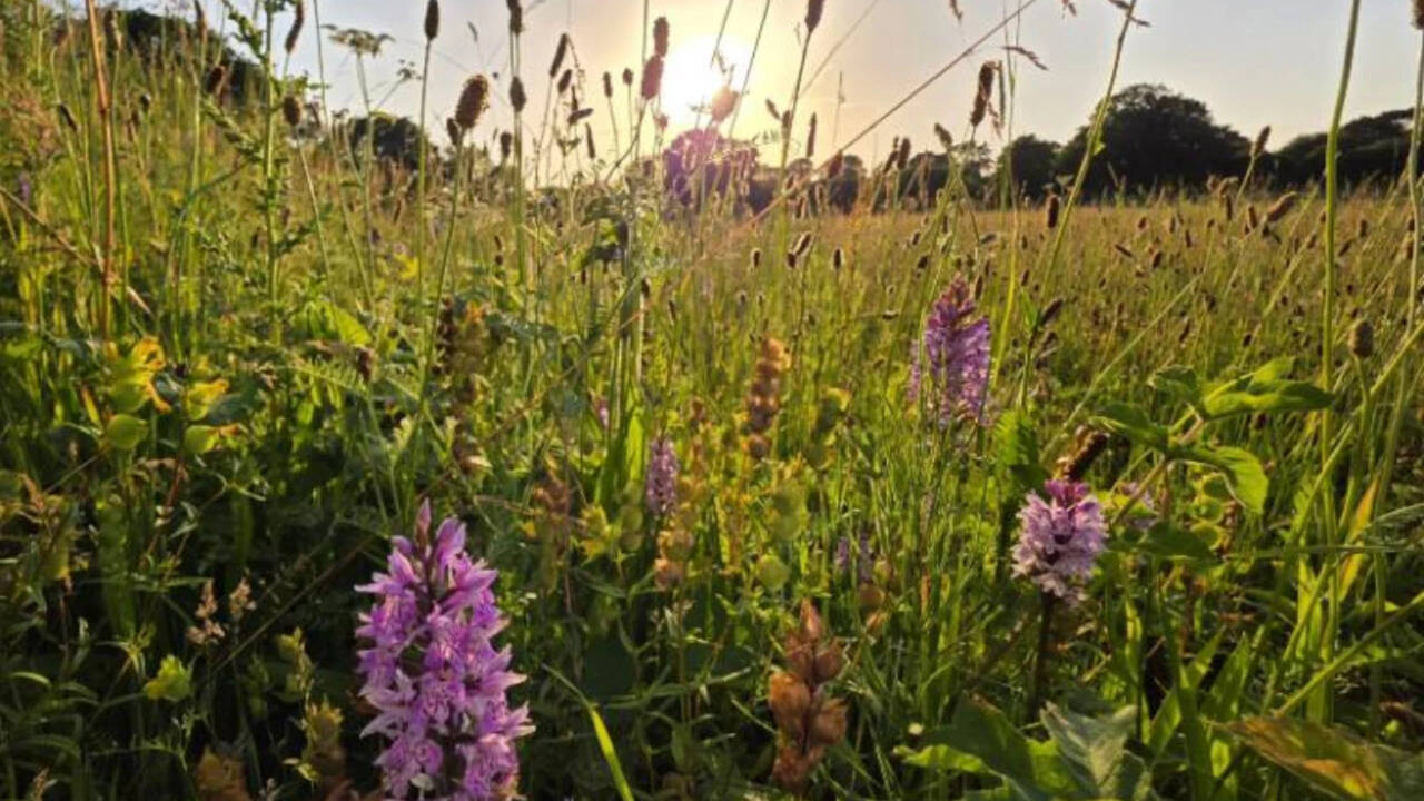 Britain left a five-acre farm without crops or new seeds; 15 years later, nature had turned it into a wildflower-rich meadow