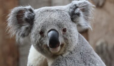 Australia's koalas face disease, habitat loss and shrinking populations, but scientists are freezing eggs and sperm to create a genetic backup for the species |