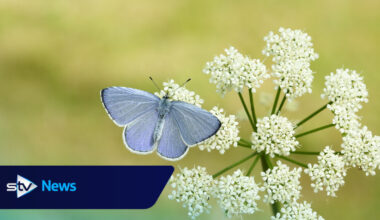 Could Scotland be about to experience a bumper summer of butterflies?