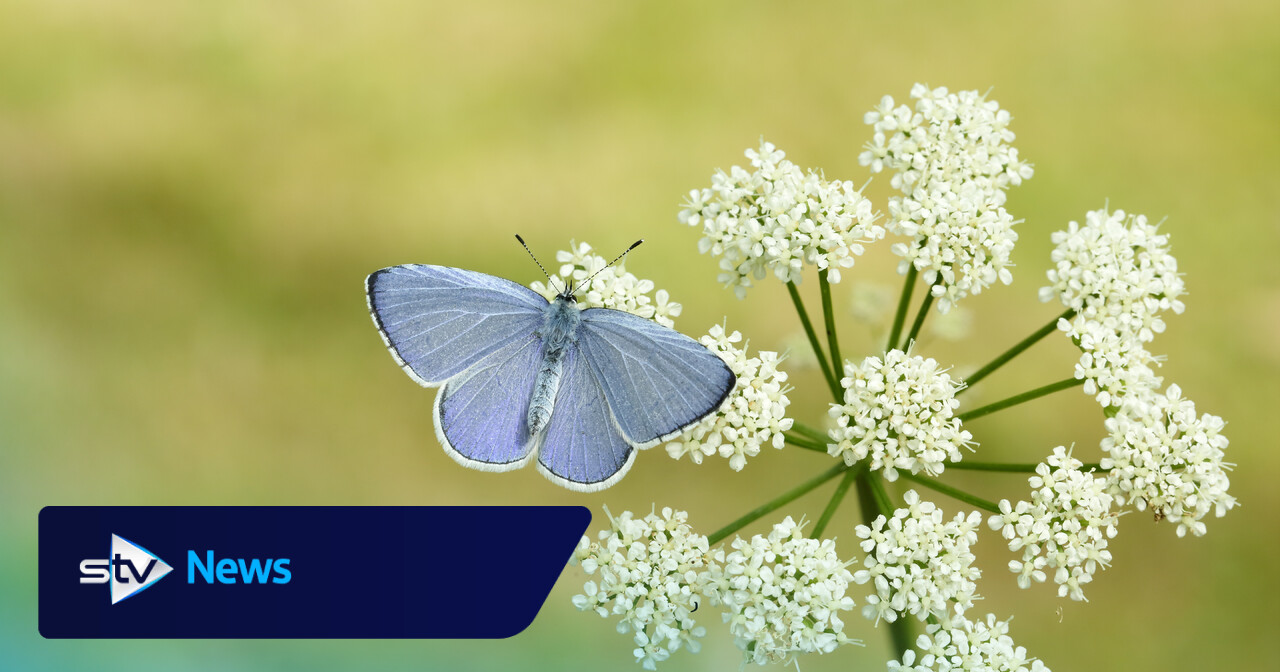 Could Scotland be about to experience a bumper summer of butterflies?