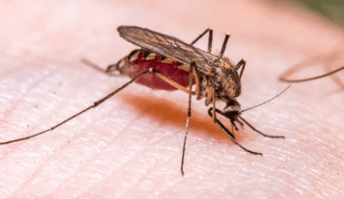 Frankfurt: Airport issues urgent warning after stowaway mosquito sparks life-threatening disease outbreak among employees