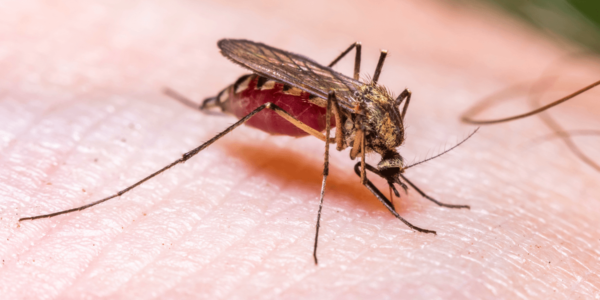 Frankfurt: Airport issues urgent warning after stowaway mosquito sparks life-threatening disease outbreak among employees