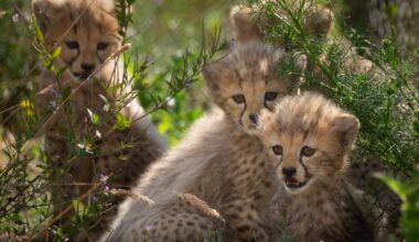 Spot check! Cheetah cubs appear in public for first time at Whipsnade Zoo