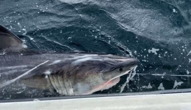 Great white shark logs more than 350 miles in 1 week