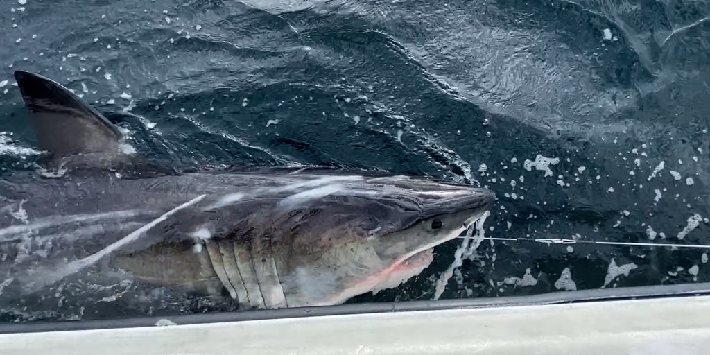 Great white shark logs more than 350 miles in 1 week