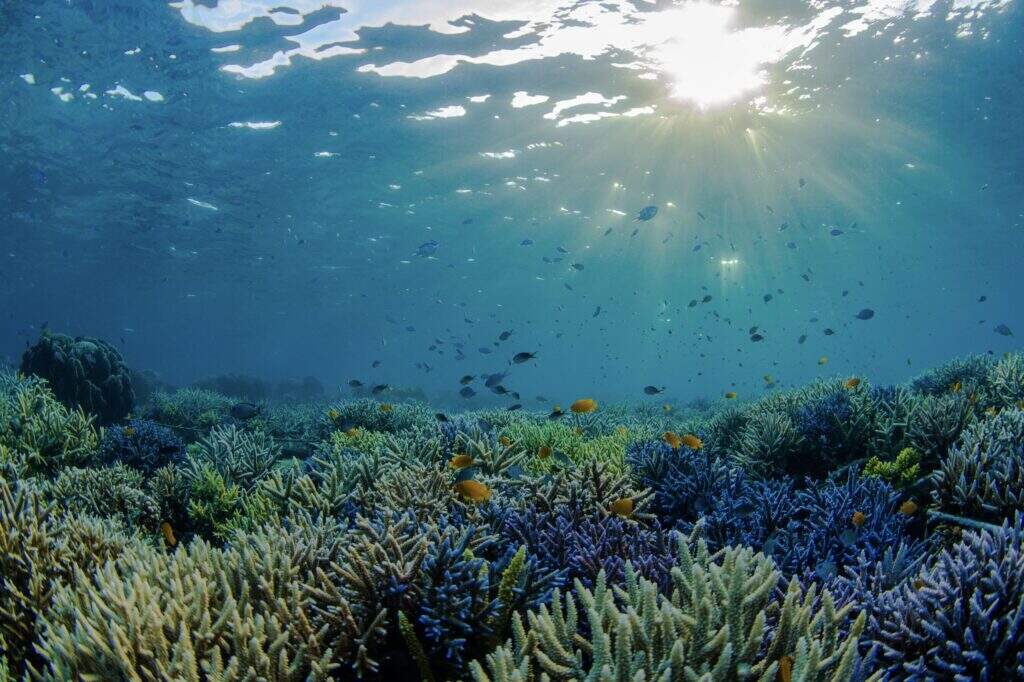 Coral reefs and their associated ecosystems -