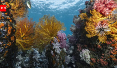 Scientists discover 64,000 square miles of heat-resistant coral reefs across 71 countries that could help protect the world's oceans for decades