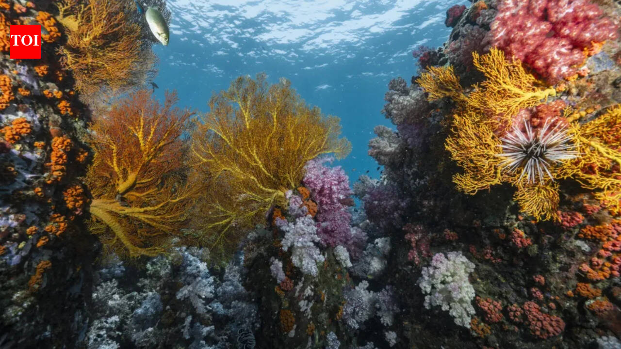Scientists discover 64,000 square miles of heat-resistant coral reefs across 71 countries that could help protect the world's oceans for decades