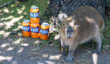Baby Capybara Bru weighs the same as 19 cans of the national drink