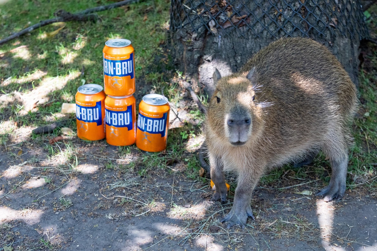 Baby Capybara Bru weighs the same as 19 cans of the national drink