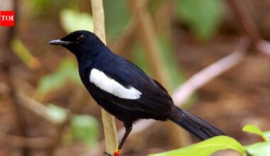 Seychelles Magpie-Robin: A Remarkable Comeback from Near Extinction | World News