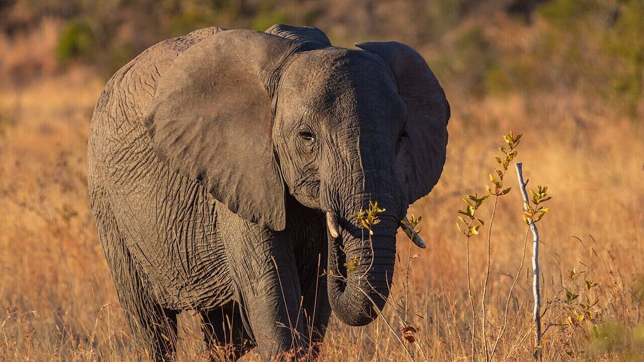 In 2007, scientists played the sound of angry bees to wild elephants and watched them flee, inspiring farmers in more than twenty countries to hang live beehives along fields to guard crops from elephants |