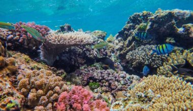 Hawaii’s corals were exposed to polluted water and lost energy needed to survive warming seas, with the same damage seen in two very different species
