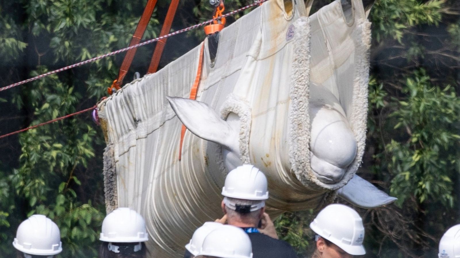 Beluga whales rescued after being trapped in closed down Canadian theme park