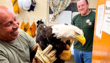 Injured bald eagle rescued in California is believed to be an internet star