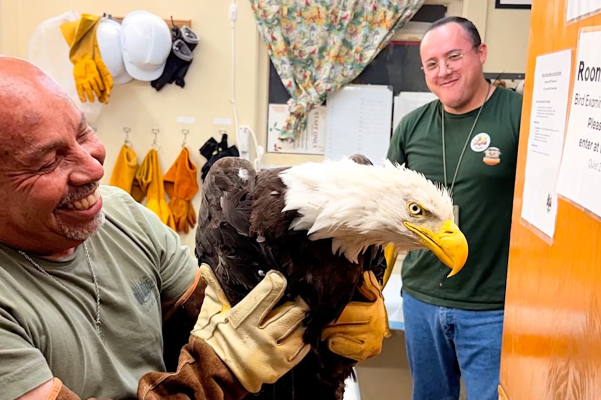 Injured bald eagle rescued in California is believed to be an internet star