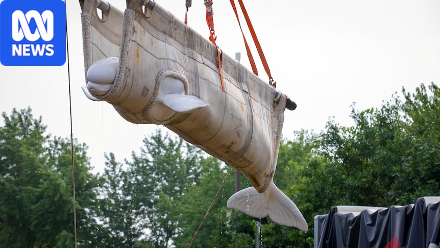 Beluga whales flown from closed Canadian marine park to new homes in the US
