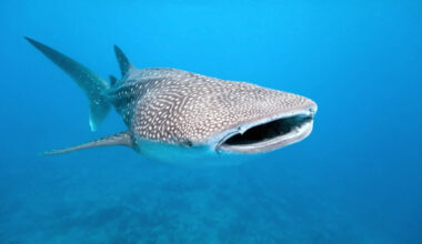 Whale Sharks: Scientists attach cameras to whale sharks, capturing how the world’s biggest fish hunts like never before