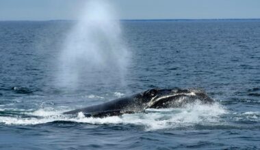 Fears for endangered right whales grow as moratorium clears a key hurdle