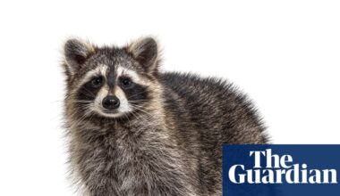 Thursday news quiz: Elections denied, a dog surprise, and a very viral raccoon | Life and style
