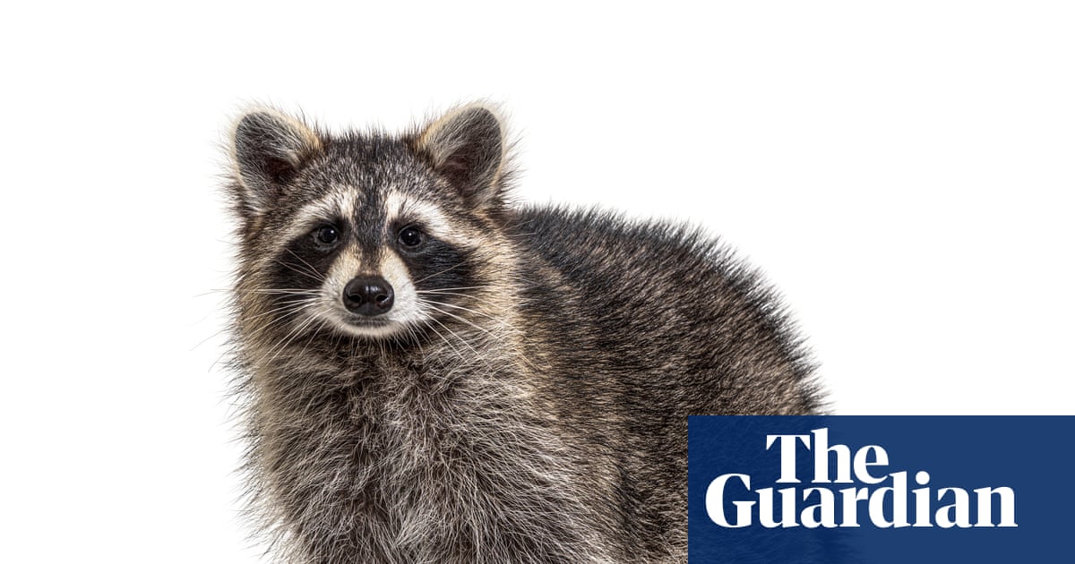 Thursday news quiz: Elections denied, a dog surprise, and a very viral raccoon | Life and style