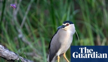 Rare heron seen at Somerset estate where river has been allowed to run free | Birds